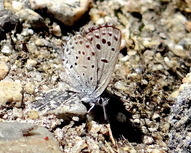 panoptes blue